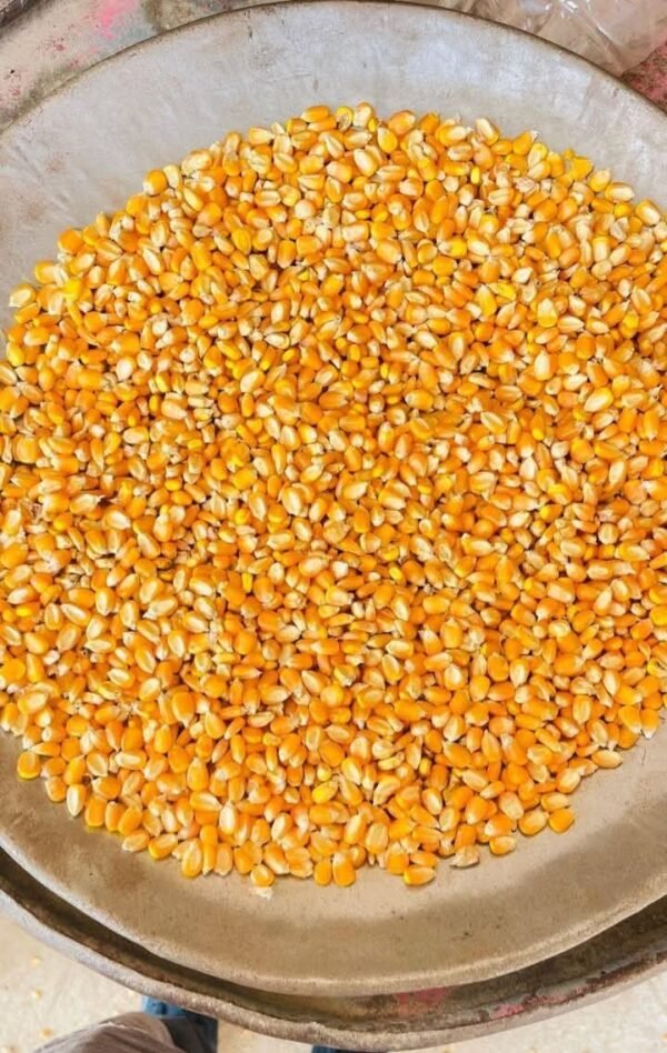 CORN/MAIZE - Image 2