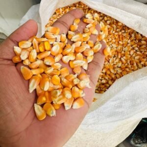CORN/MAIZE