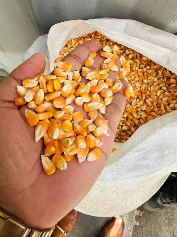 CORN/MAIZE