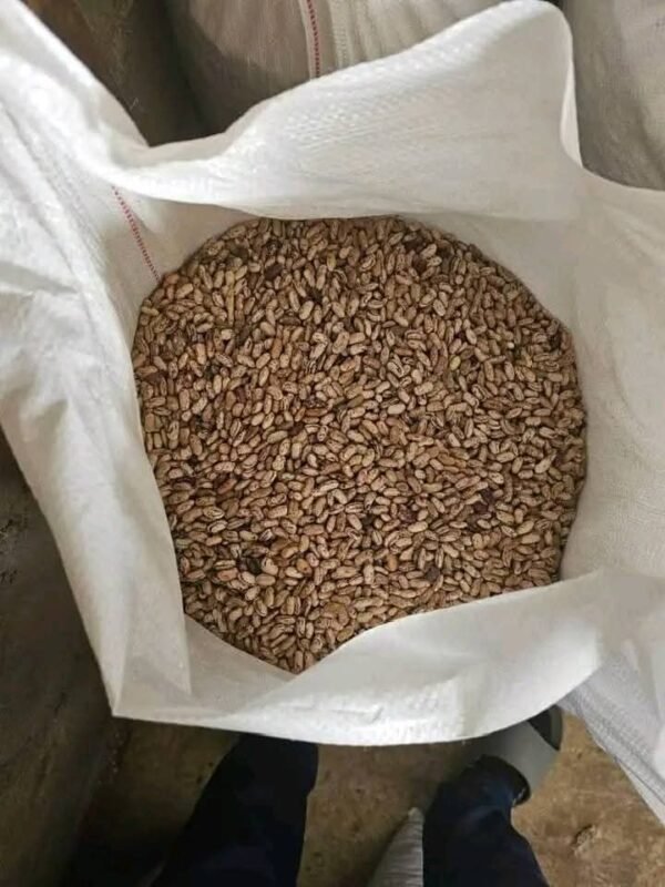 sugar beans - Image 3