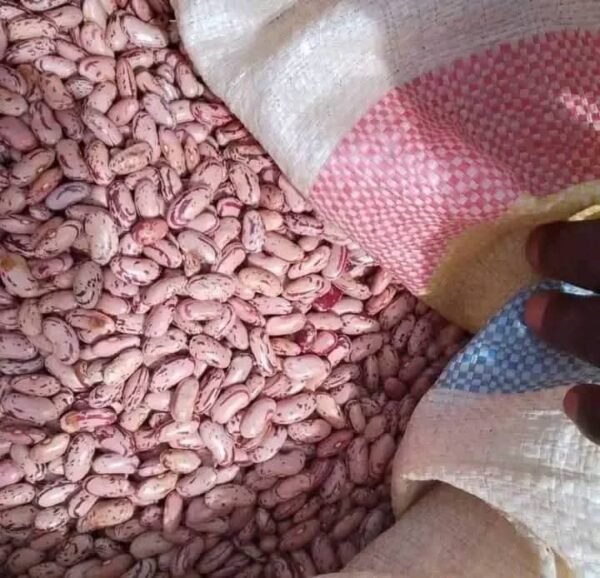 sugar beans - Image 4