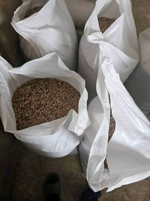 sugar beans - Image 2
