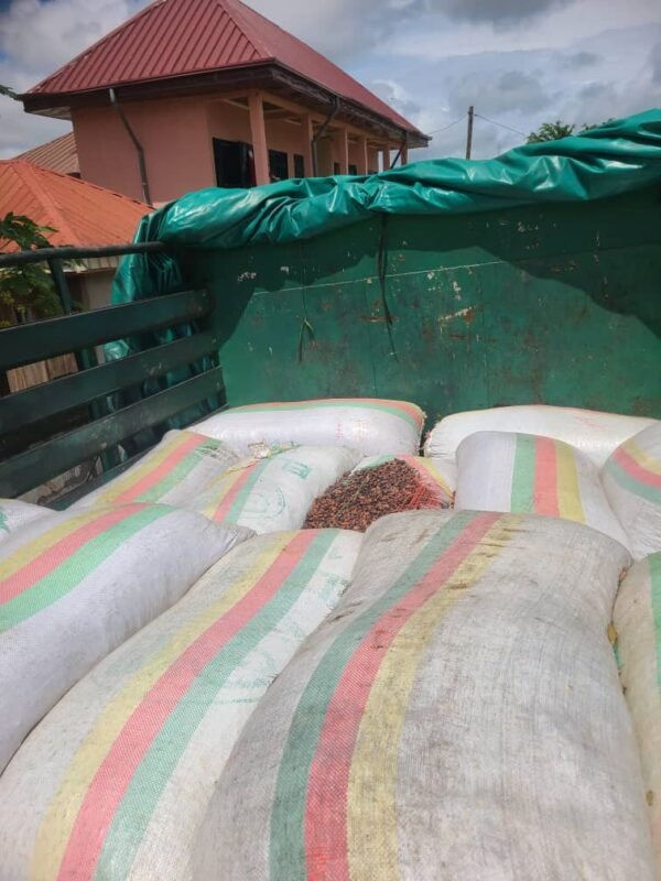 COCOA BEANS - Image 3