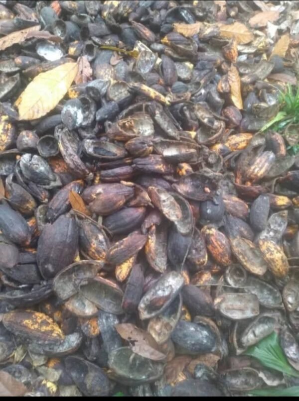 COCOA SHELL - Image 3
