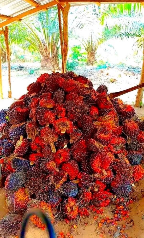 PALM OIL - Image 4