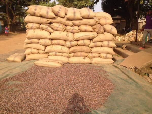 COCOA BEANS - Image 4