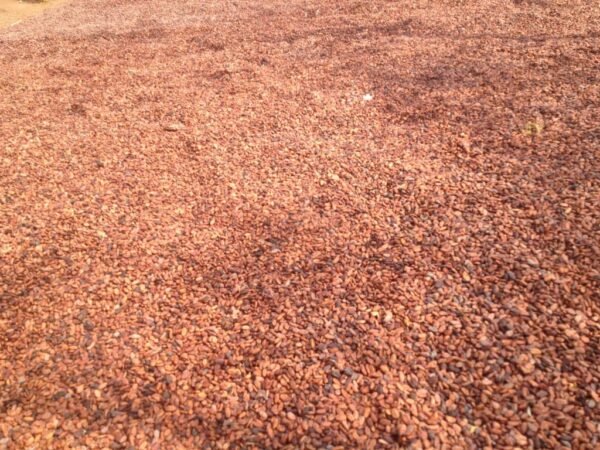 COCOA BEANS - Image 5