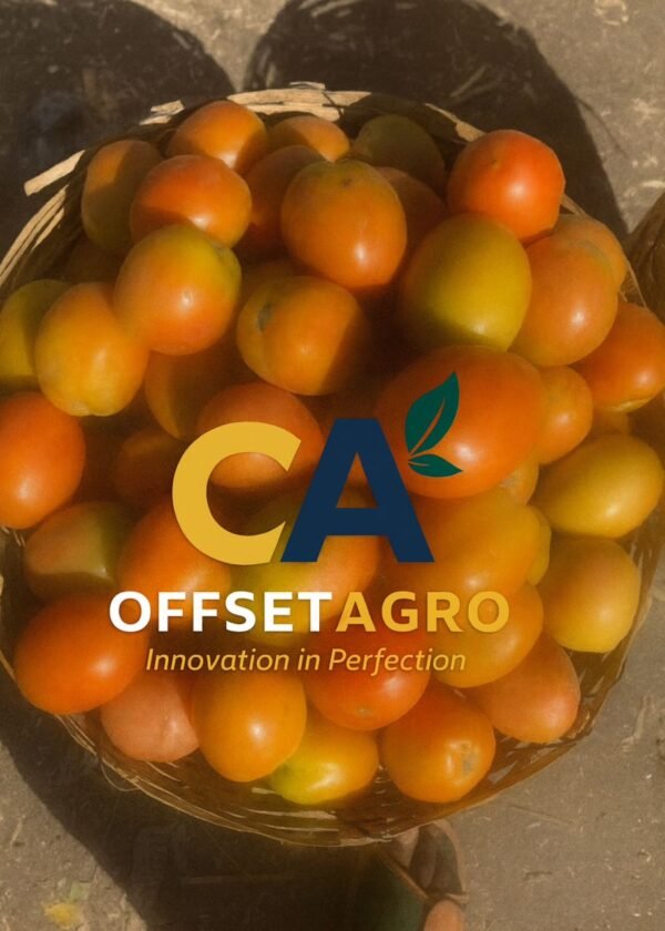 TOMATOES - Image 2