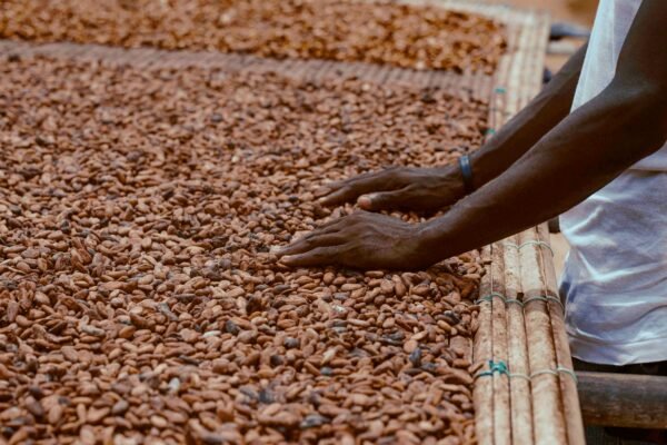 COCOA BEANS - Image 2