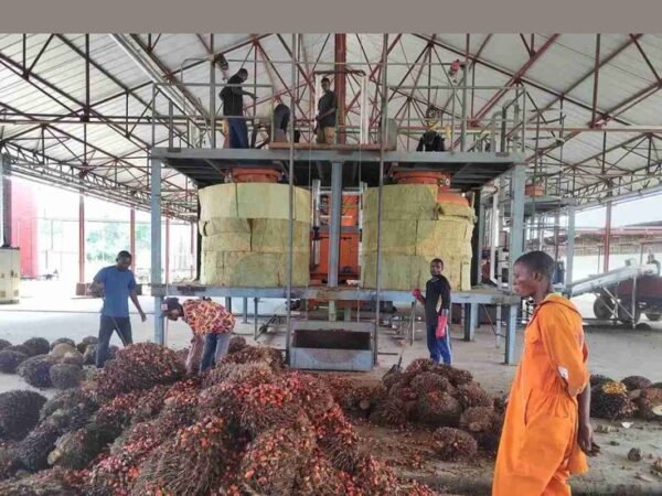 PALM OIL - Image 3