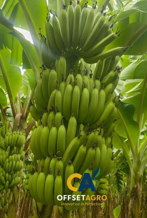 CAVENDISH BANANA - Image 2
