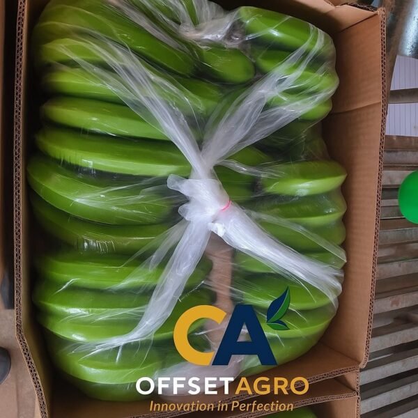 CAVENDISH BANANA - Image 4
