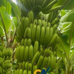 CAVENDISH BANANA