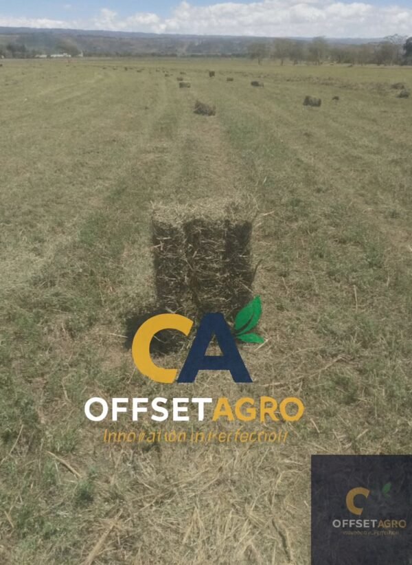 HAY