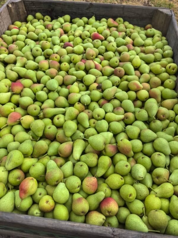 PEAR - Image 3