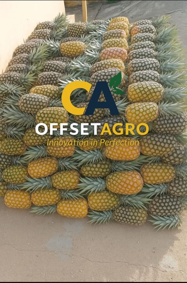 PINEAPPLE