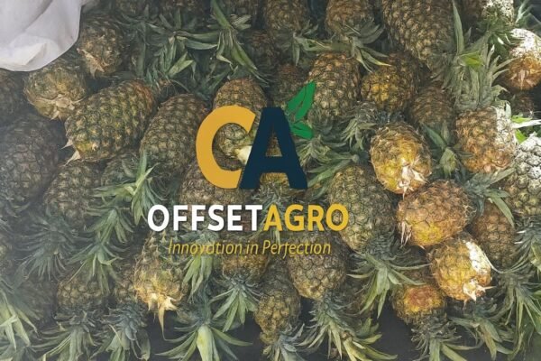 PINEAPPLE - Image 2